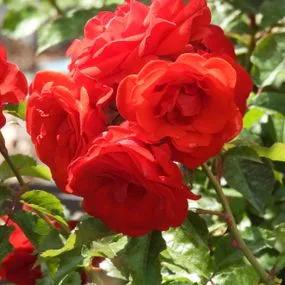 Trumpeter Floribunda Rose (Rosa Trumpeter) 1